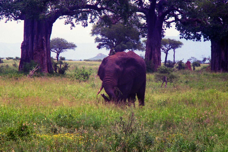 Elephant-1.jpg